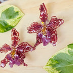 Topos orquídeas Odontoglossum