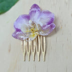 Pinza orquídea Phalaenopsis