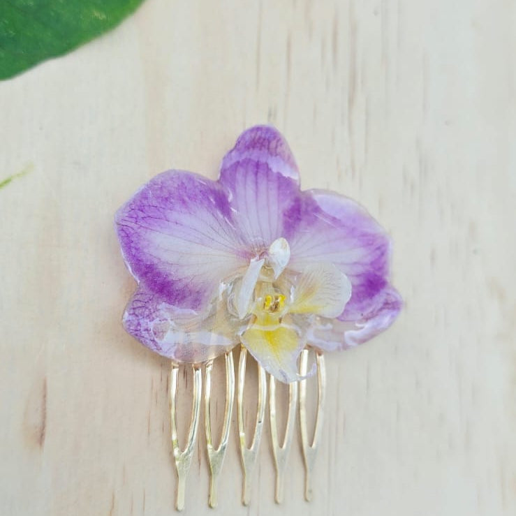 Pinza orquídea Phalaenopsis