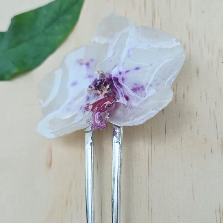 Pinza orquídea Phalaenopsis