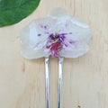 Pinza orquídea Phalaenopsis