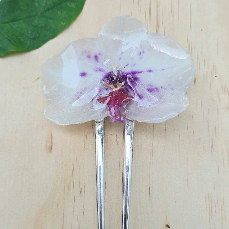 Pinza orquídea Phalaenopsis