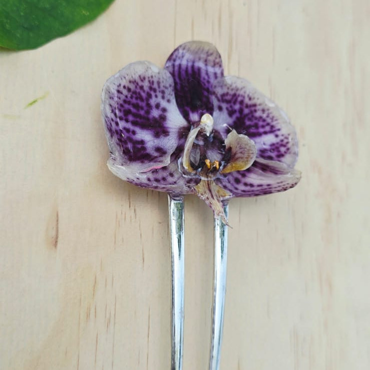 Pinza orquídea Phalaenopsis