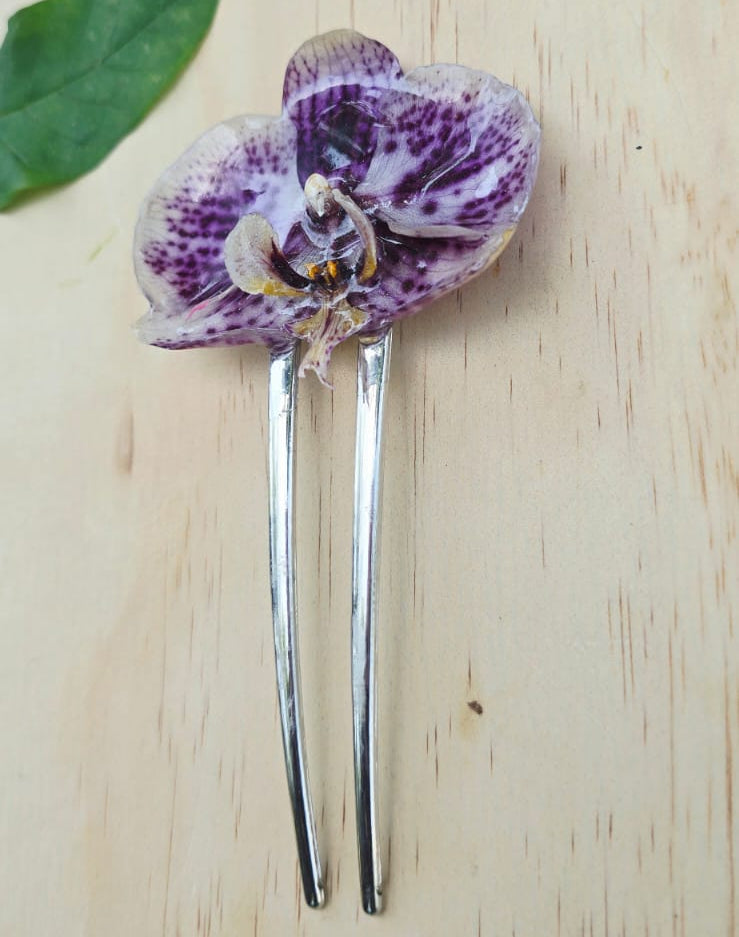 Pinza orquídea Phalaenopsis