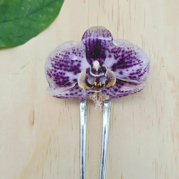 Pinza orquídea Phalaenopsis