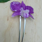 Pinza orquídea Dendrobium