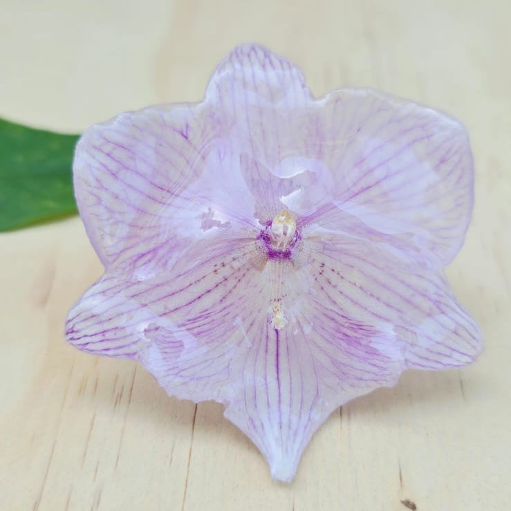 Anillo de Orquídea Phalaenopsis