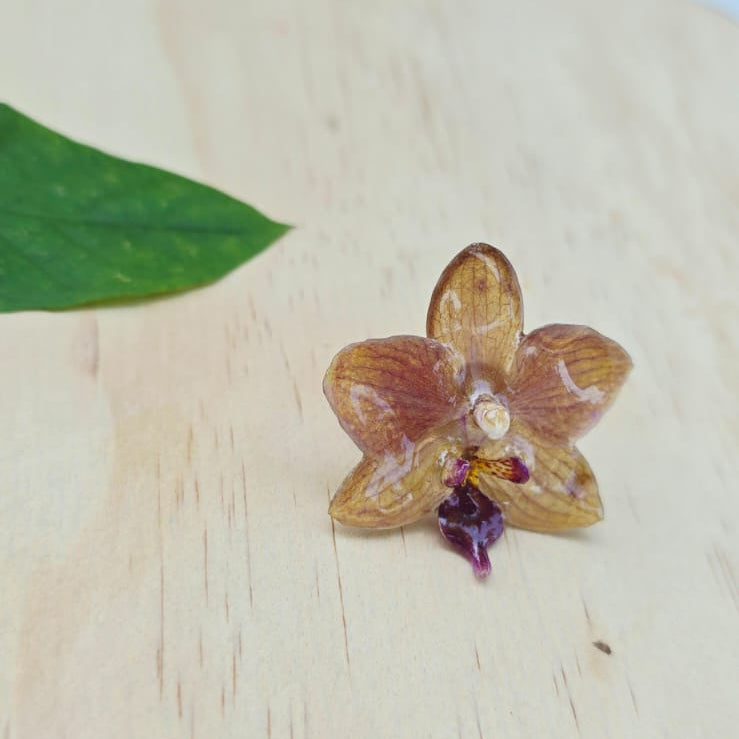 Anillo de Orquídea Phalaenopsis