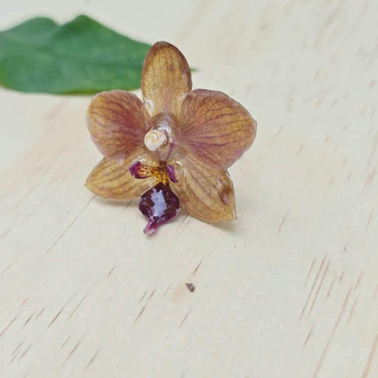 Anillo de Orquídea Phalaenopsis