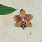 Anillo de Orquídea Phalaenopsis