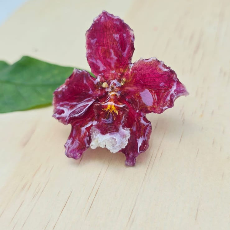 Anillo orquídea Odontoglossum