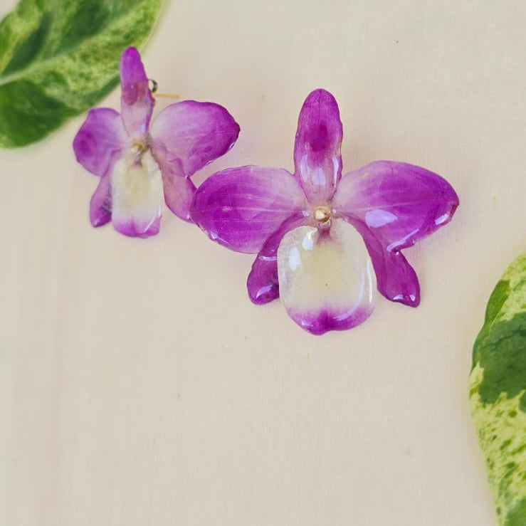 Topos Dendrobium