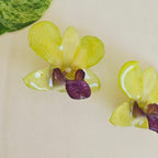 Topos Dendrobium