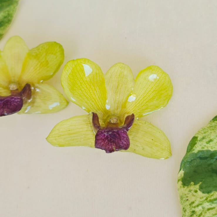 Topos Dendrobium