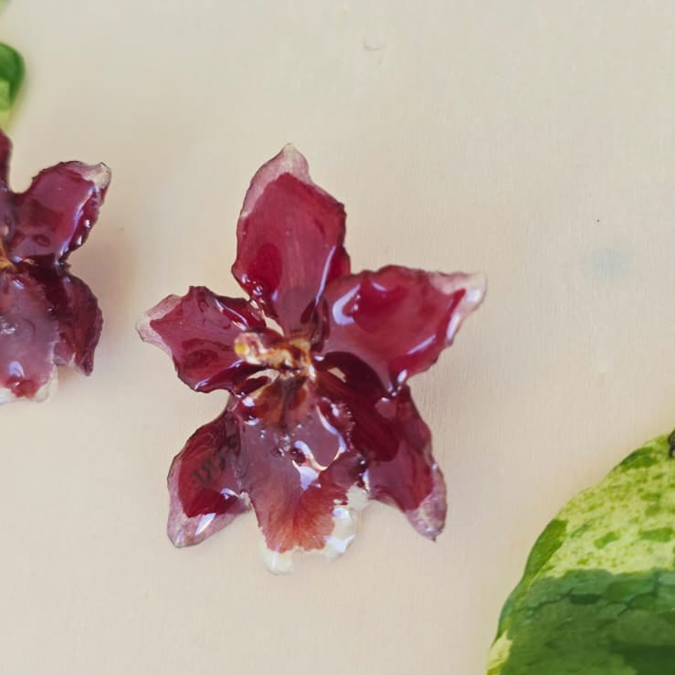 Topos orquídea Odontoglossum
