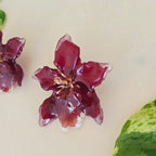 Topos orquídea Odontoglossum