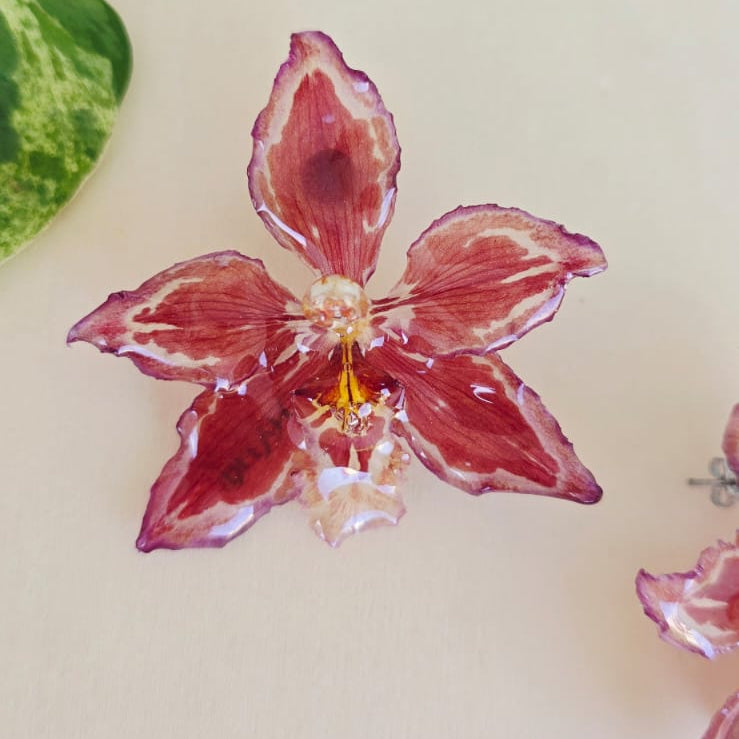 Topos Odontoglossum