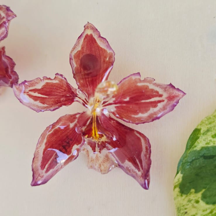 Topos Odontoglossum