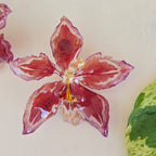 Topos Odontoglossum