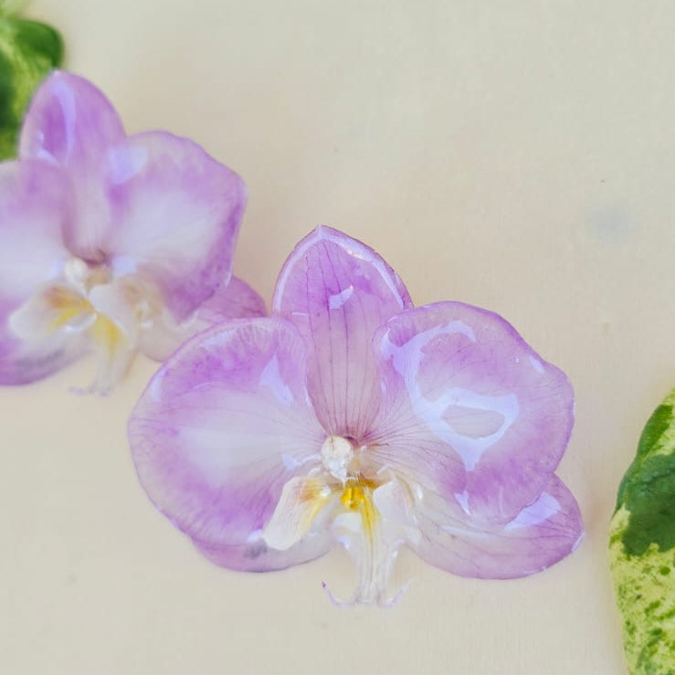 Topos Orquídea Phalaenopsis