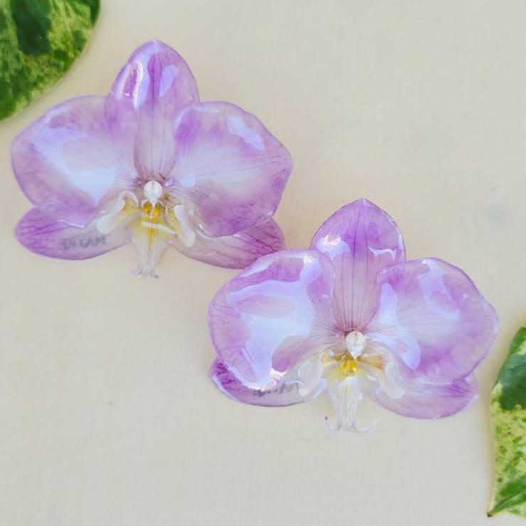 Topos Orquídea Phalaenopsis