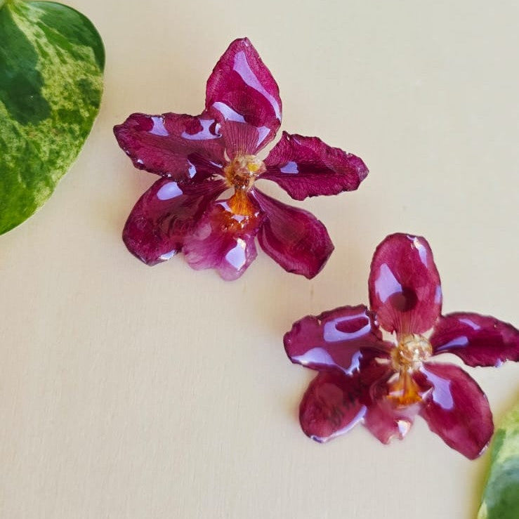 Topos Odontoglossum