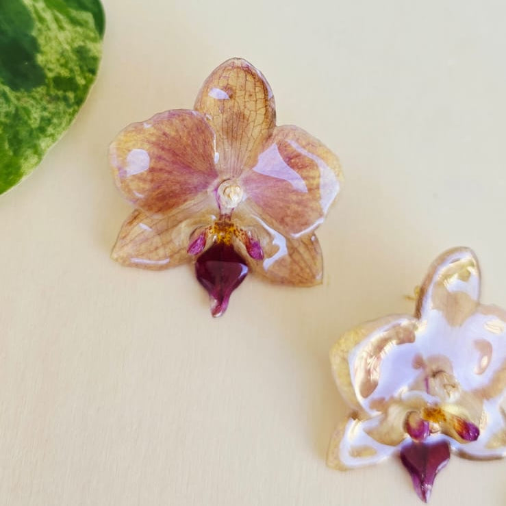 Topos orquídea Phalaenopsis