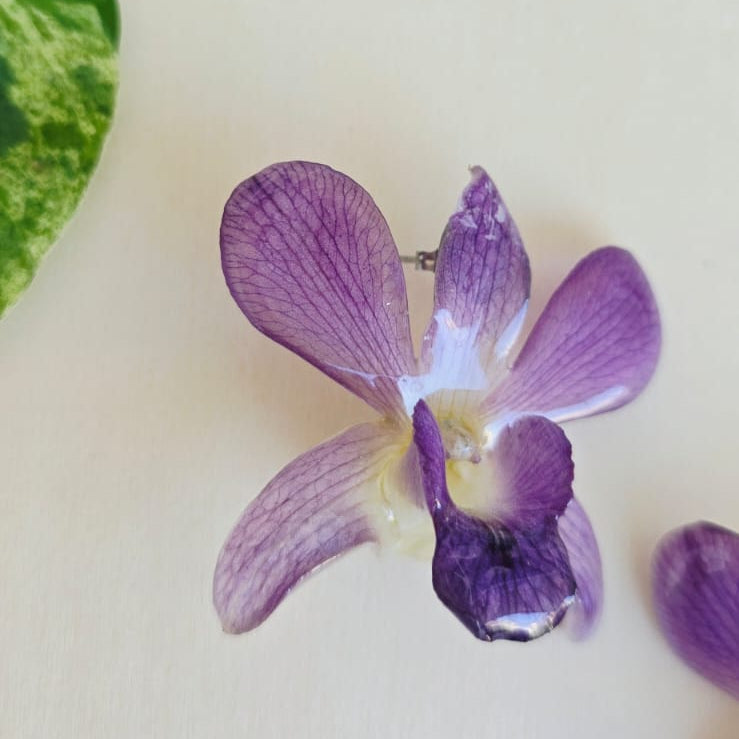 Topos Dendrobium