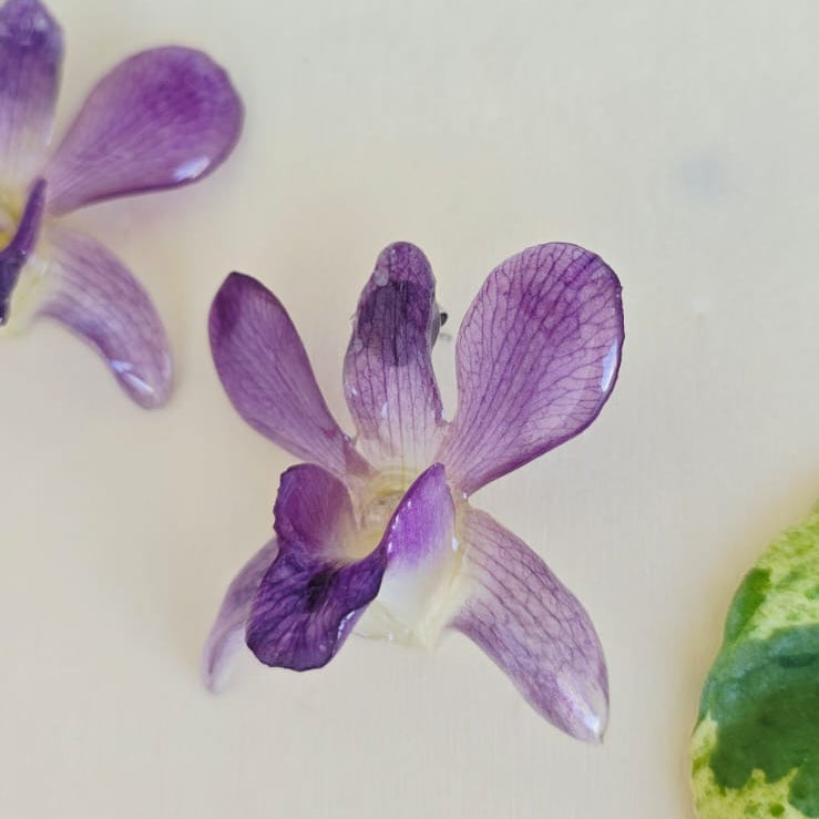 Topos Dendrobium