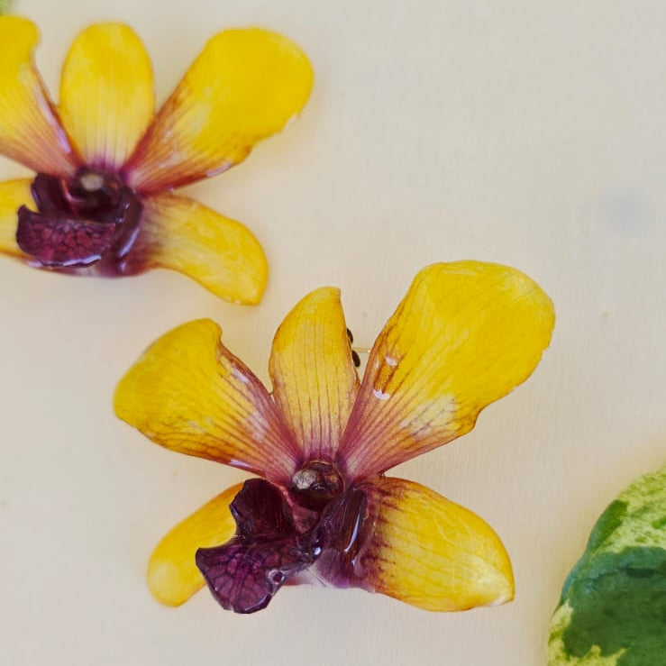 Topos Dendrobium