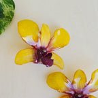 Topos Dendrobium