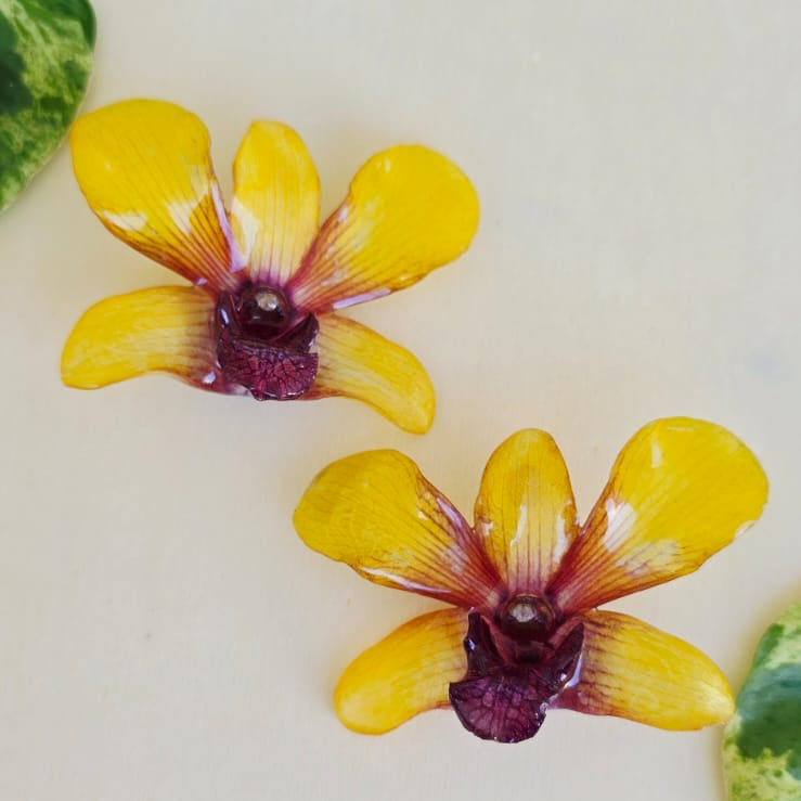 Topos Dendrobium