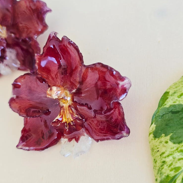 Topos orquídea Odontoglossum