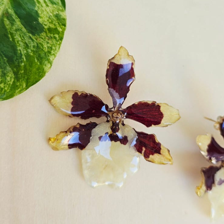 Topos orquídea Colmanara