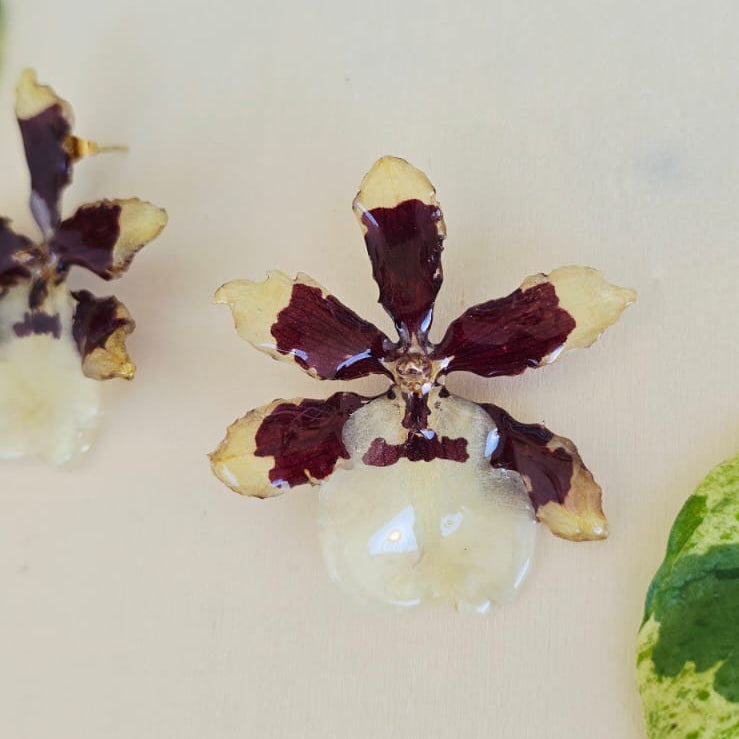 Topos orquídea Colmanara