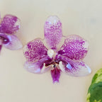 Topos orquídea Phalaenopsis