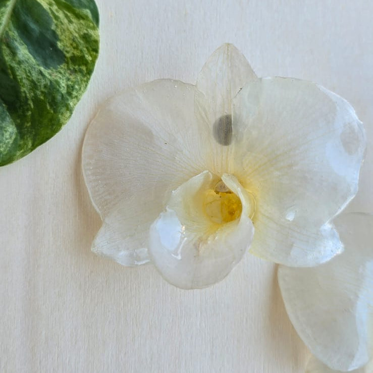Topos Dendrobium