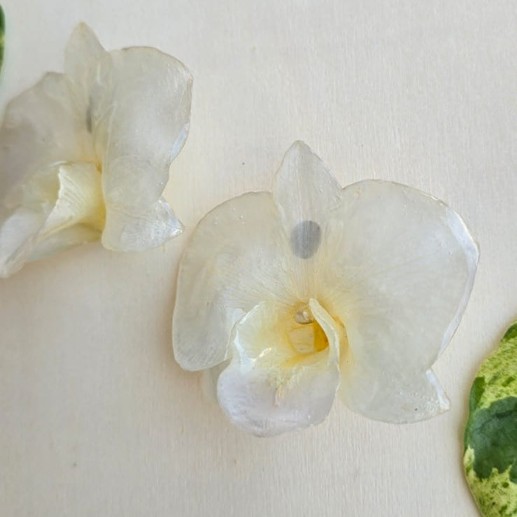 Topos Dendrobium