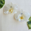 Topos Dendrobium