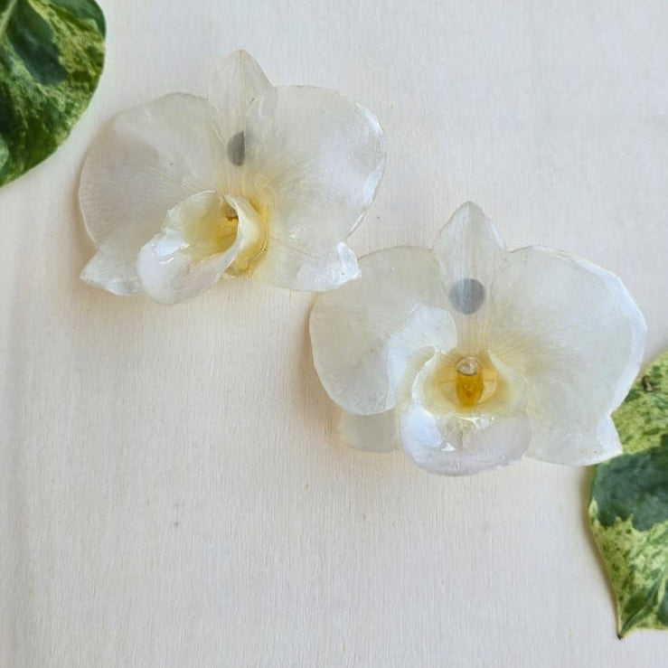 Topos Dendrobium