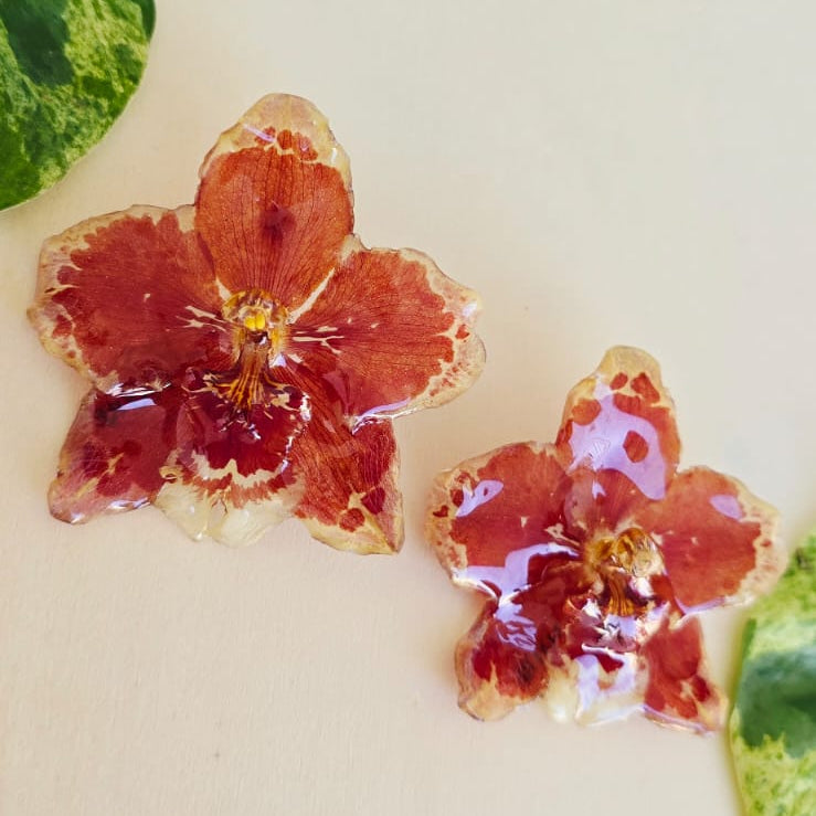 Topos orquídeas Odontoglossum