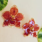 Topos orquídeas Odontoglossum