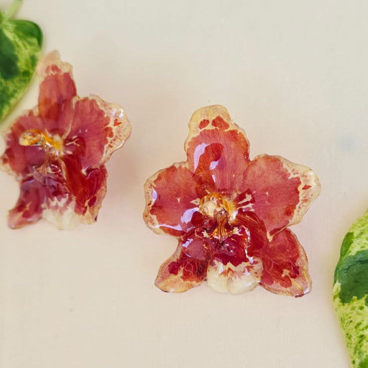 Topos orquídeas Odontoglossum