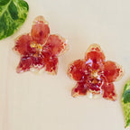 Topos orquídeas Odontoglossum