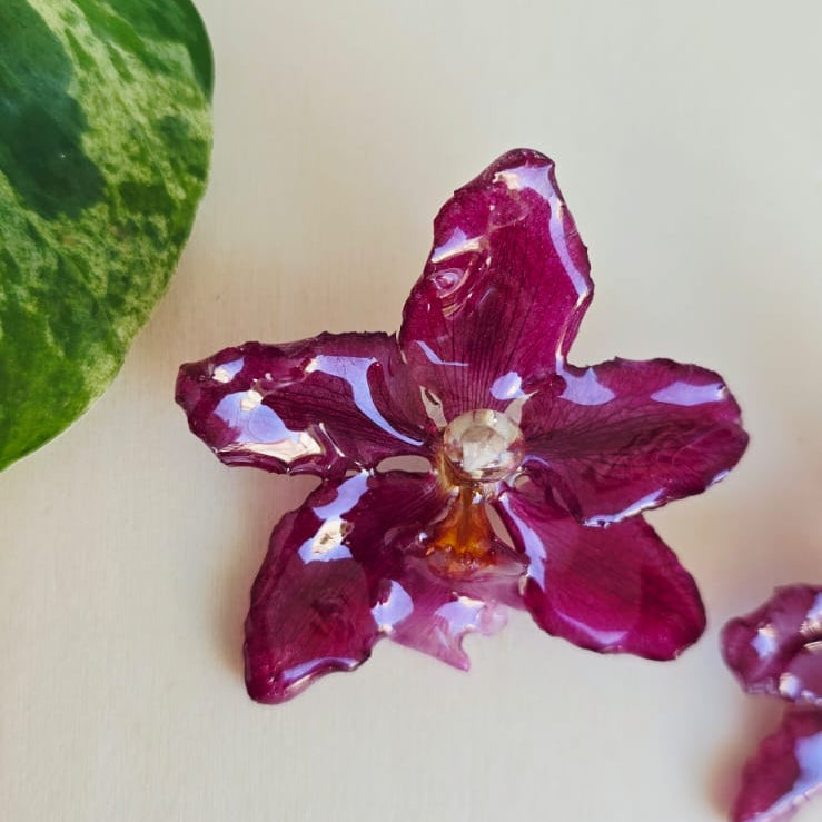 Topos Odontoglossum