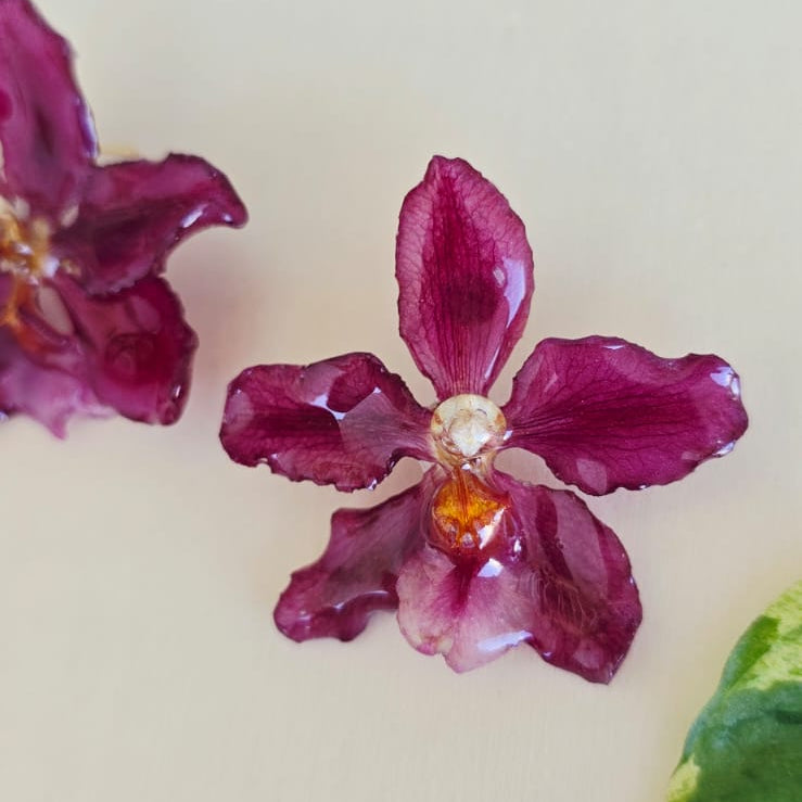 Topos Odontoglossum