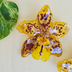 Topos Odontoglossum