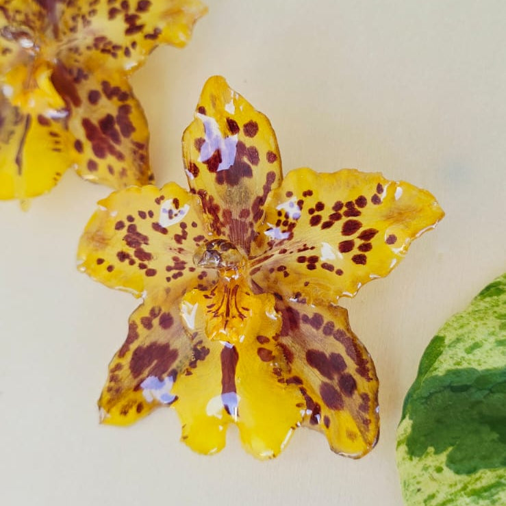 Topos Odontoglossum