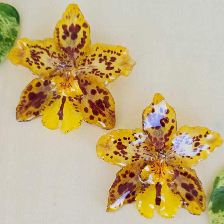 Topos Odontoglossum