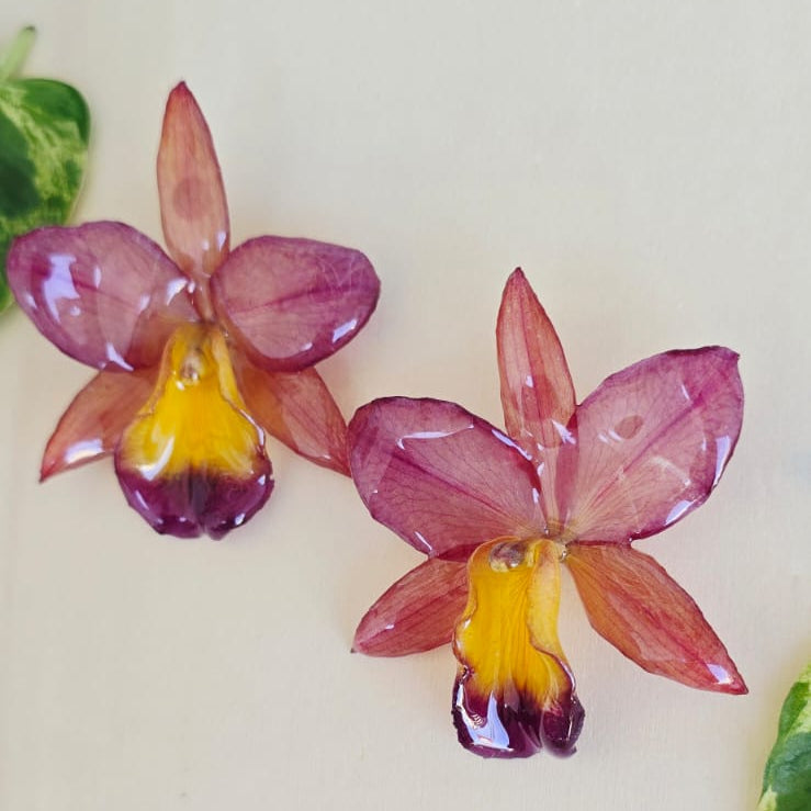 Topos Orquídea mini Cattleya